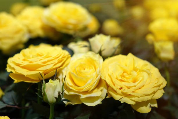 istock Beautiful yellow roses. 1072921882