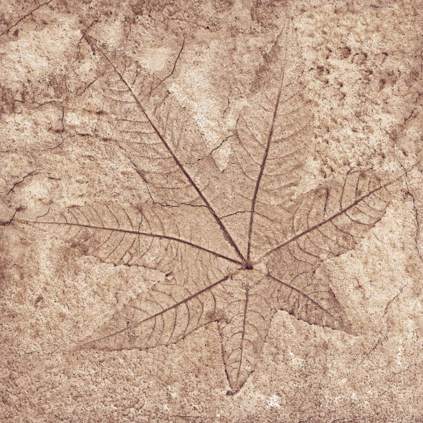 istock marks of leaves on the concrete 1072923724