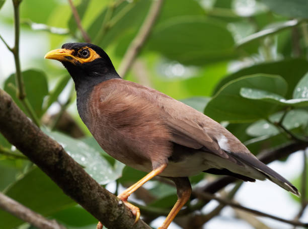 istock Close up Mynah Bird Perched on a Branch Isolated on Nature Background 1072924000