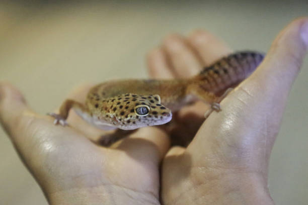 istock Leopard gecko sitting on a human hand 1072929728