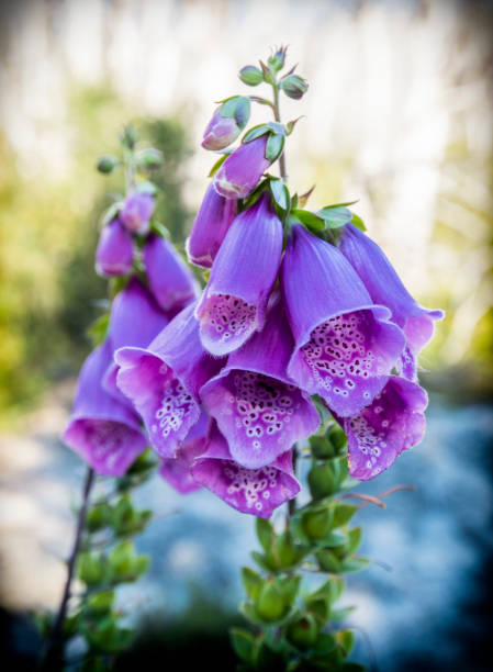 Beautiful spontaneous flower grown in the trees of the destroyed forest