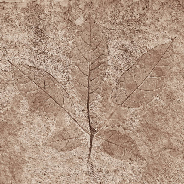 marks of leaves on the concrete - fossil leaves imagens e fotografias de stock