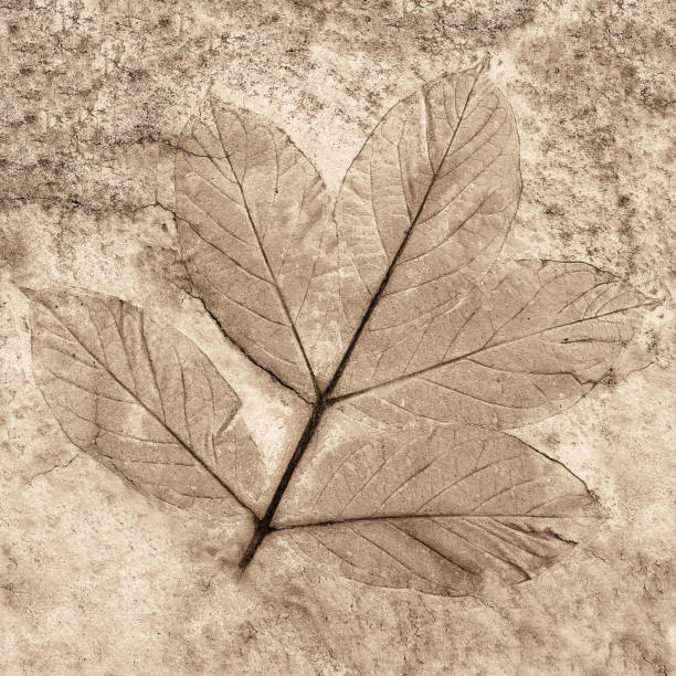 istock marks of leaves on the concrete 1072940146