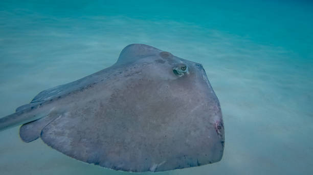 istock Stingray in the Grand Cayman, Cayman Islands. 1072949686