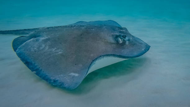 istock Stingray in the Grand Cayman, Cayman Islands. 1072949922