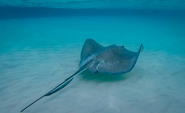 istock Stingray in the Grand Cayman, Cayman Islands. 1072950846