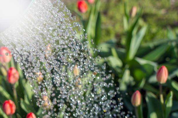 istock watering flowers in the garden 1072954342