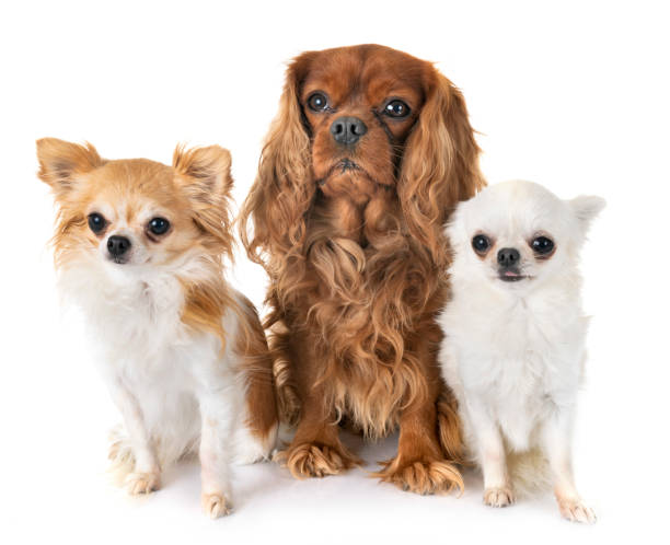 istock cavalier king charles and chihuahua 1072957300