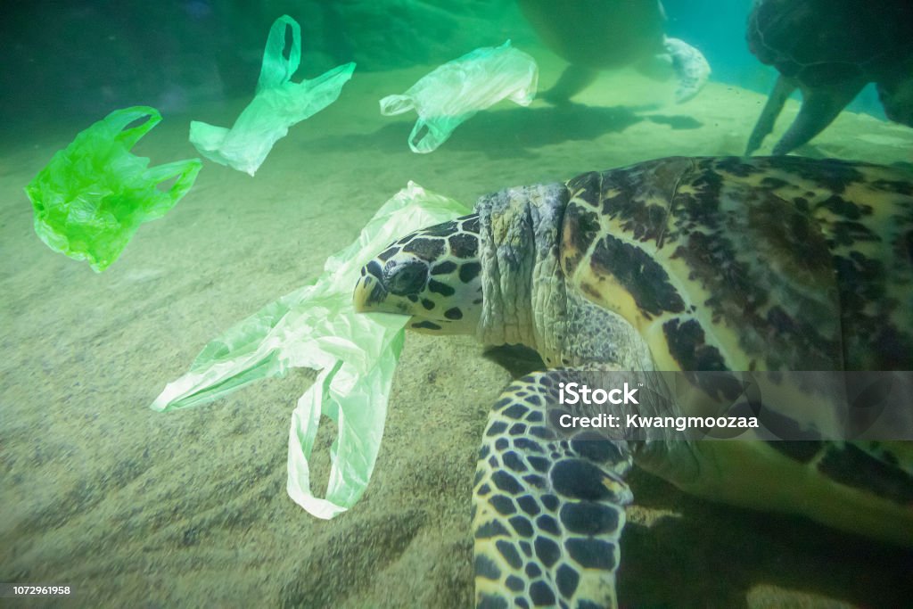 Tortuga come concepto de contaminación de la bolsa de plástico al mar - Foto de stock de Mar libre de derechos