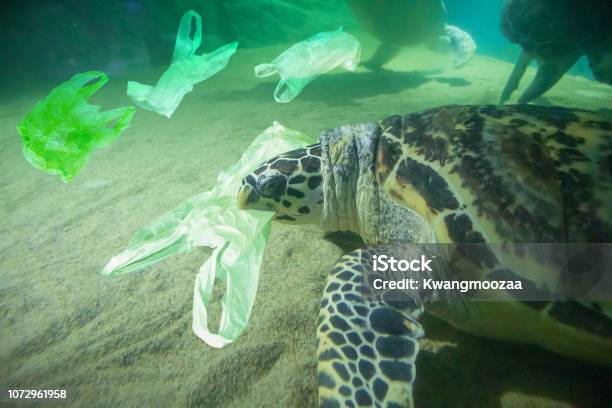 Tortuga Come Concepto De Contaminación De La Bolsa De Plástico Al Mar Foto de stock y más banco de imágenes de Mar