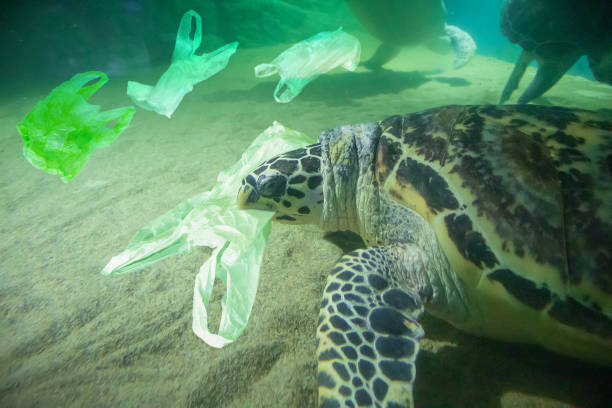 istock Sea Turtle eat plastic bag ocean pollution concept 1072961958