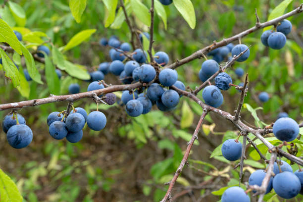 istock wild berries. Prunus spinosa, called blackthorn or slow. 1072962740