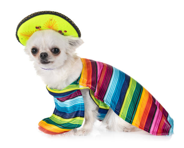 istock little chihuahua 1072963498