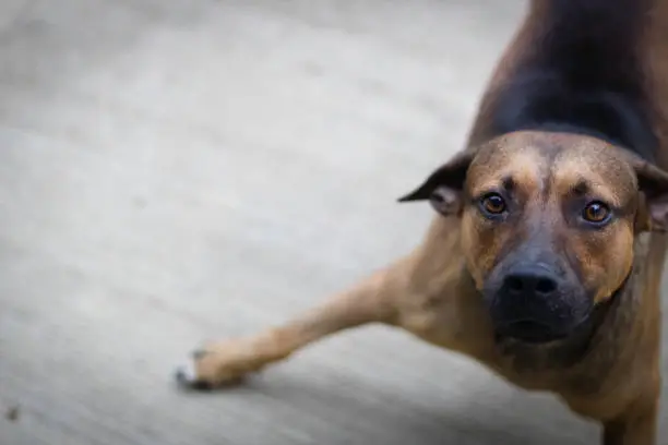 Caught this dogs beautiful eyes looking right at me while playing a game of chase in the driveway.