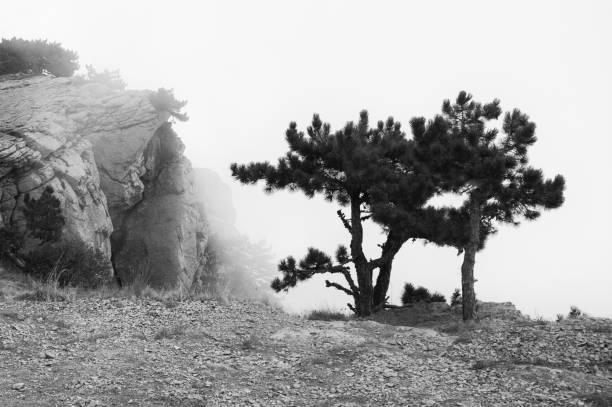 istock Small pine on cliff in dense fog 1072970376