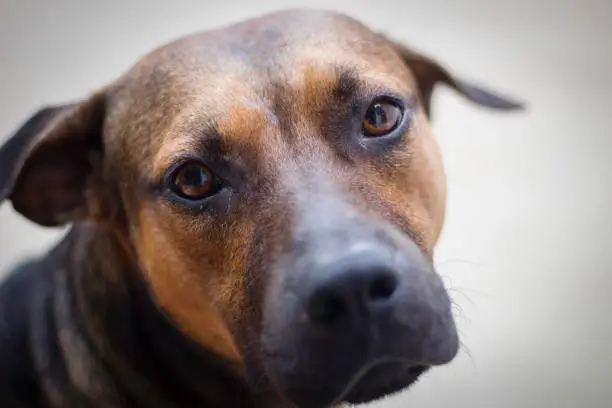 Cute dog looking at the camera while sitting on the sidewalk