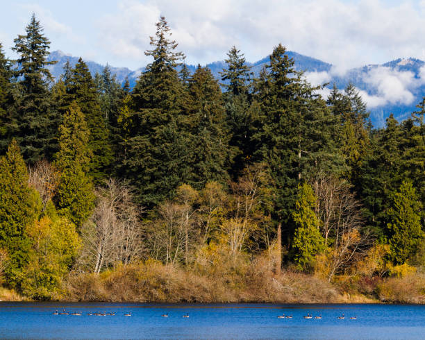 istock Canada geese floating on Lost Lagoon in Vancouver 1072976298