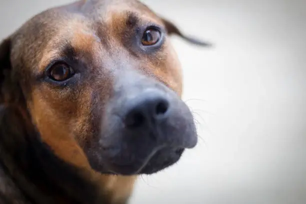 Dog looking up at the camera while sitting on the concrete