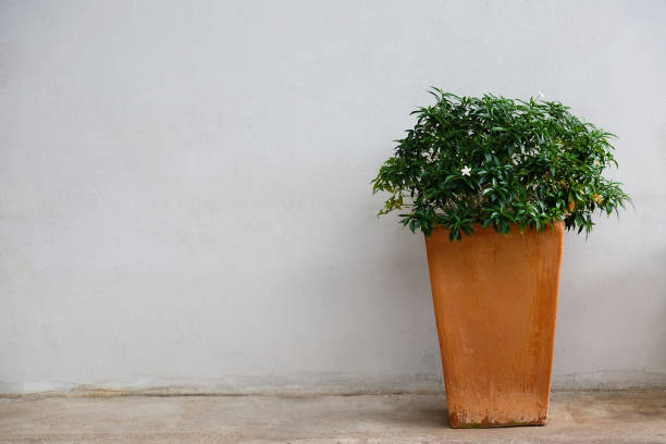 istock Flowerpot beside dirty wall 1072976560