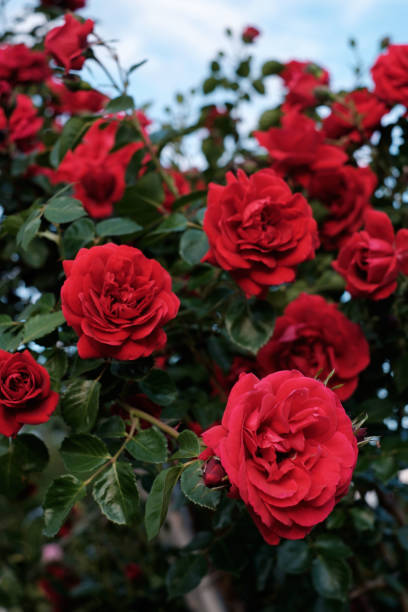 istock Bush of red roses 1072976656