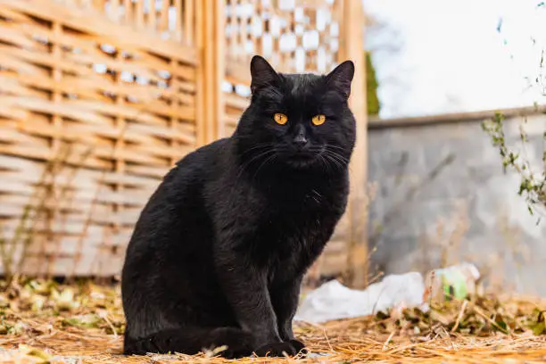 Photo of Portrait of a beautiful street black cat with orange eyes