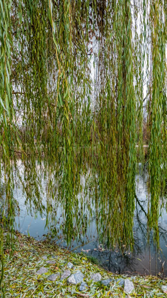 istock tree in the park on the background of the lake 1072980430