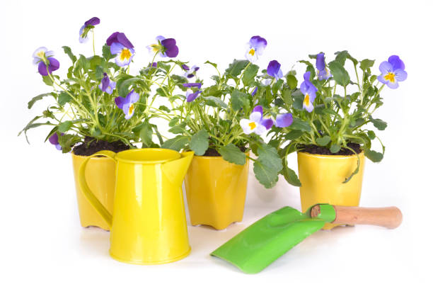 istock flowers potted in little yellow pots 1072980792