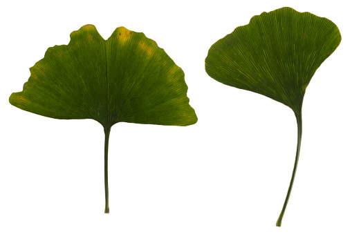 Fresh leaves of ginkgo biloba