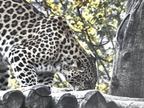 istock Shot of a jaguar 1072989644