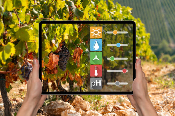 A farmer is holding a tablet on the background of a vineyard