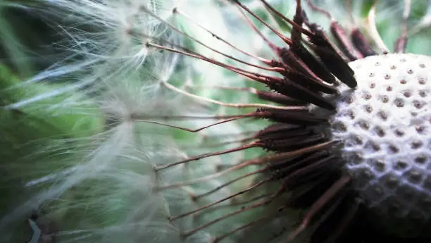 Macro image of dandelion