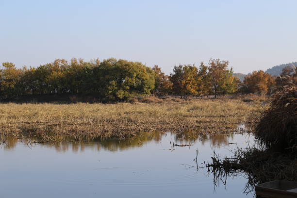 istock trees and sky reflecting on swamp 1072999718