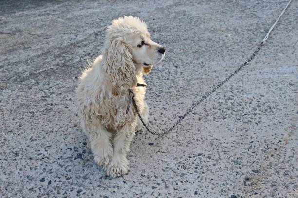 istock The profile of a cute white puppy 1073000096