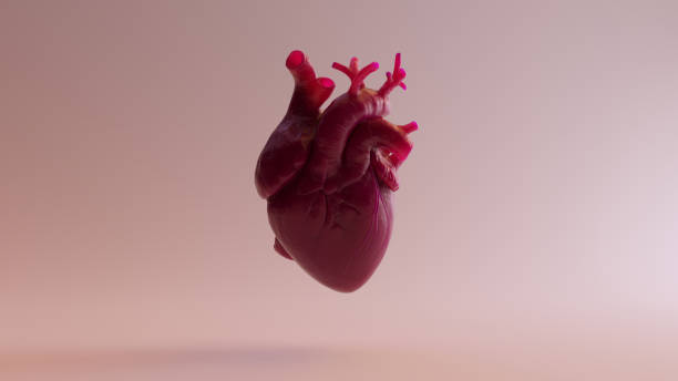istock Pink Anatomical Heart 1073016150