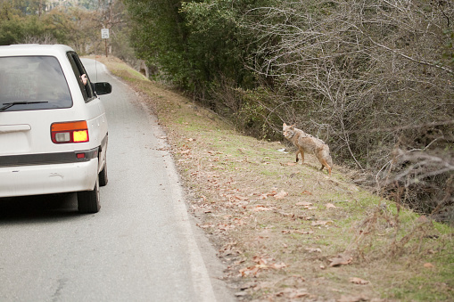 Tourists watching a coyote at the roadside