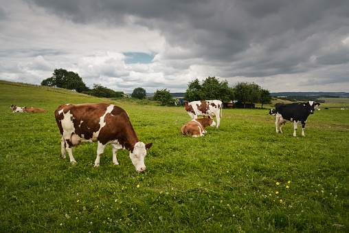 Dairy cattle grazing on green meadow under clouds. Near Blankenheim, North Rhine Westphalia, Germany, Europe.
