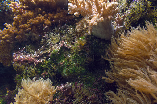 sea life background with corals, sea anemones and sea weeds
