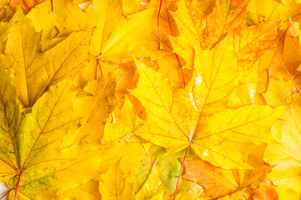 istock Texture, background, pattern. Autumn maple leaves. Background of maple leaves. Red and yellow maple leaves Autumn advance; Autumn motive 1073025442