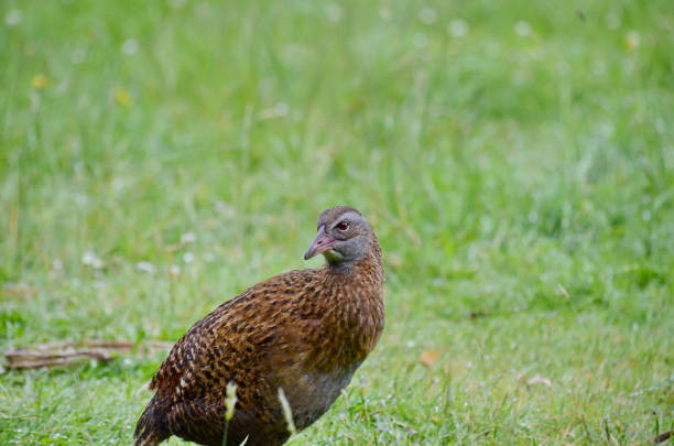 istock Weka - New Zealand's Native Bird 1073026084
