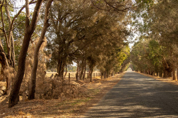 istock Road Landscape outback trees sun light Perth 1073027460