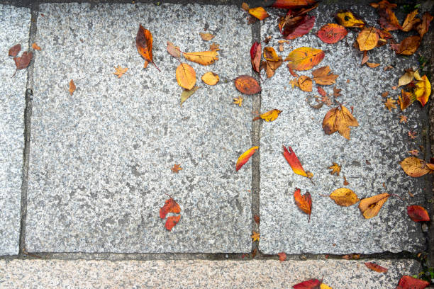 istock Fallen colorful autumn leaves on light grey granite pavement texture background, Kyoto 1073029746