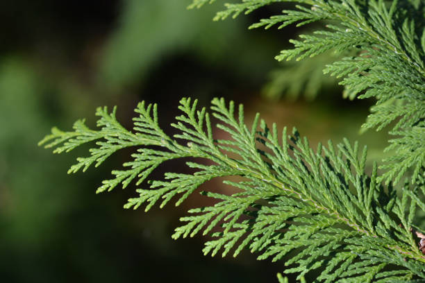 istock Lawson cypress Kelleris Gold 1073032446