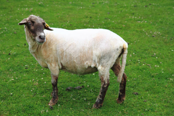 istock sheep from Jeseniky mountains 1073033898