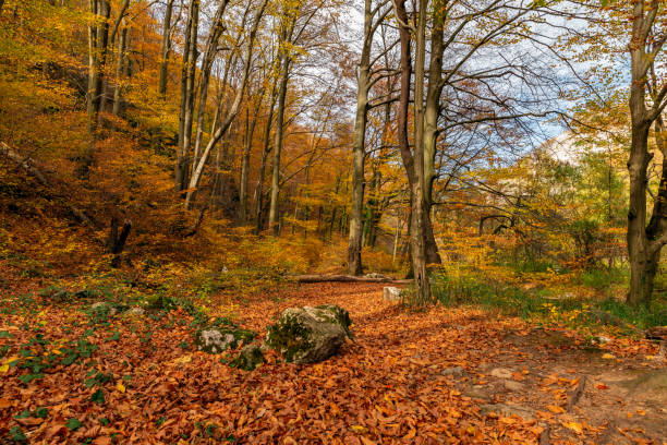 istock Colorful early autumn forest fallen leaves 1073033916