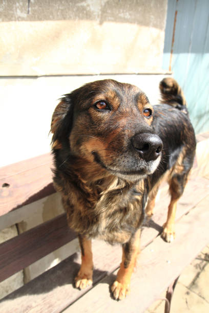 istock sweet home dog 1073033920
