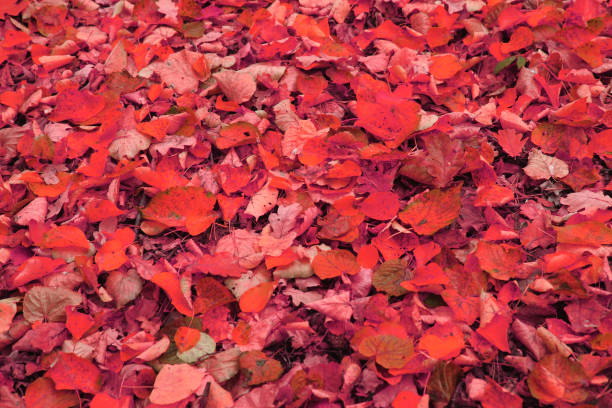 istock autumn leaves background 1073034548