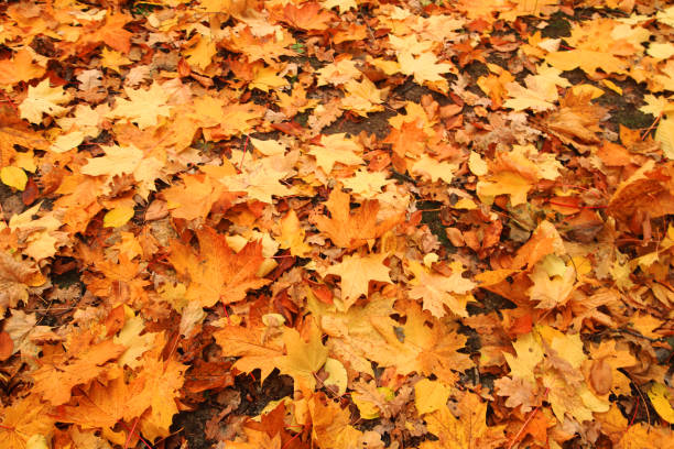 istock autumn leaves background 1073034550