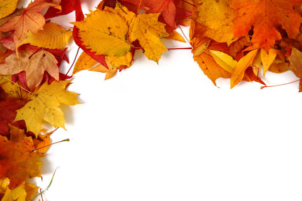 istock autumn leaves isolated 1073034600