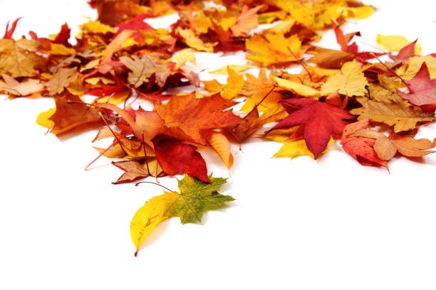 istock autumn leaves isolated 1073034822
