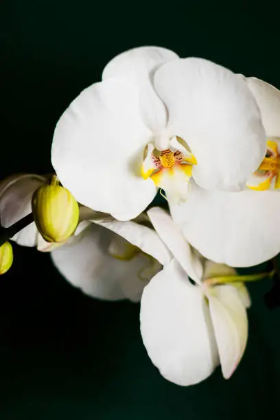 White blossom orchid with several flowers on a dark background.